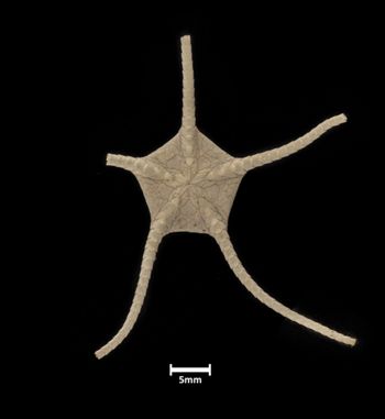 Media type: image;   Invertebrate Zoology OPH-378 Description: Bottom up view of single ophiuroid specimen with a scale bar.;  Aspect: ventral